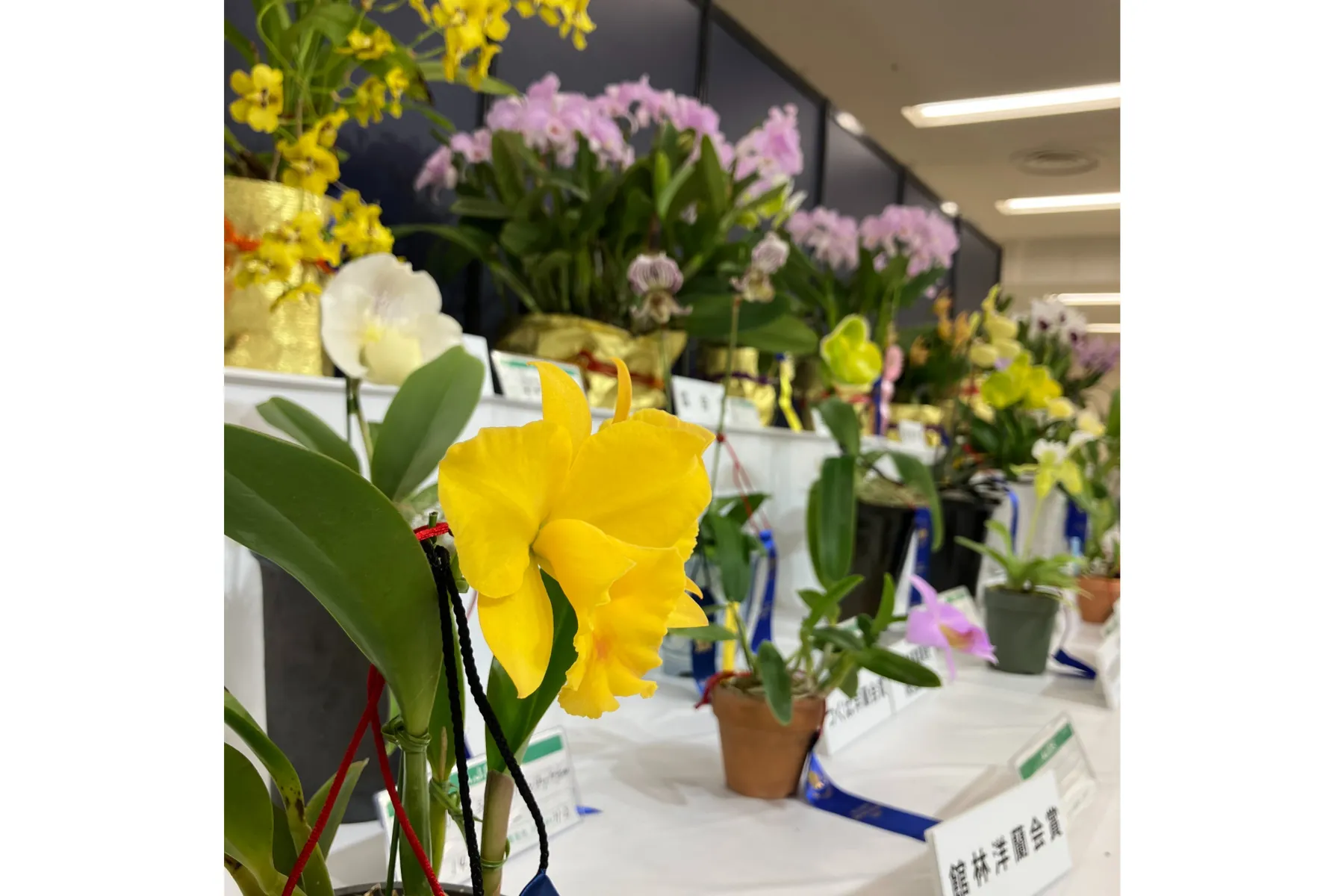 サンシャインシティ世界のらん展2025 ～百花繚乱 魅せられて～_3