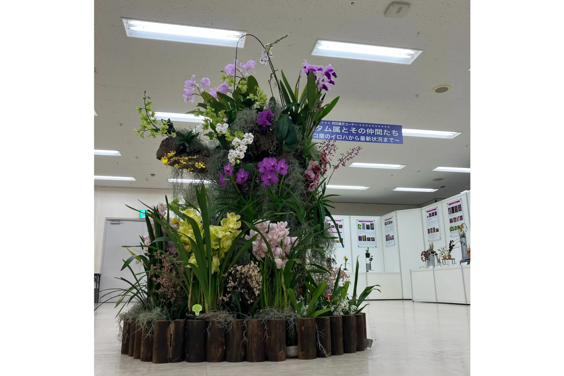 サンシャインシティ世界のらん展2025 ～百花繚乱 魅せられて～_4