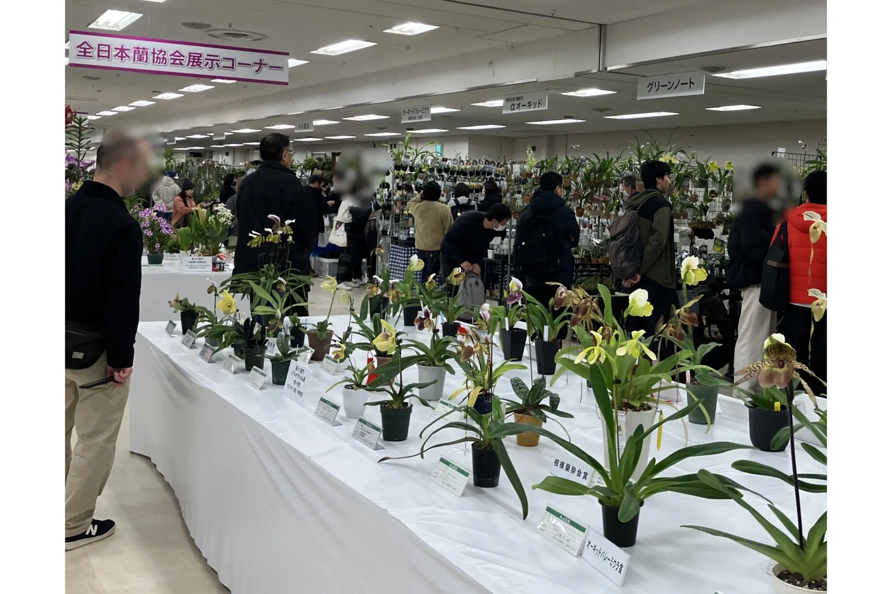 サンシャインシティ世界のらん展2025 ～百花繚乱 魅せられて～_5