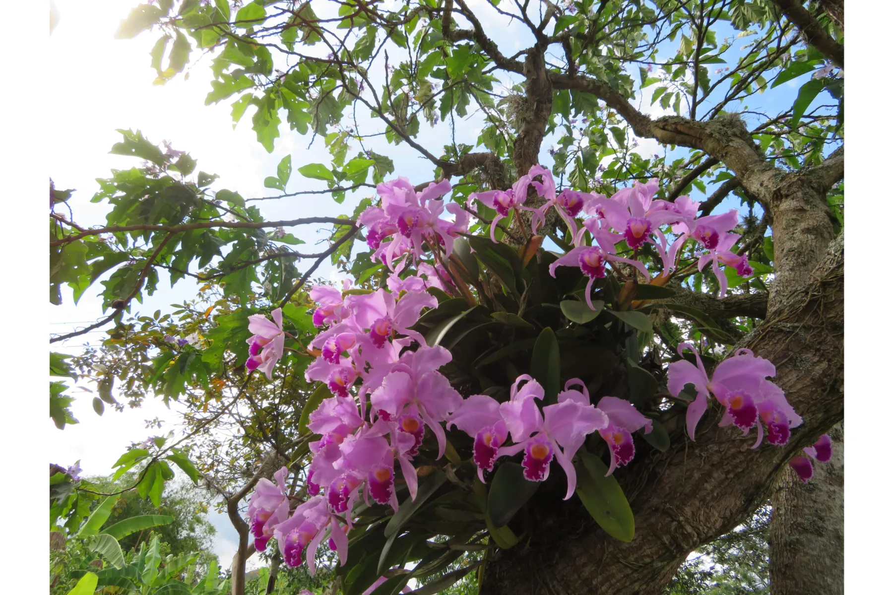 サンシャインシティ世界のらん展2025 ～百花繚乱 魅せられて～_6