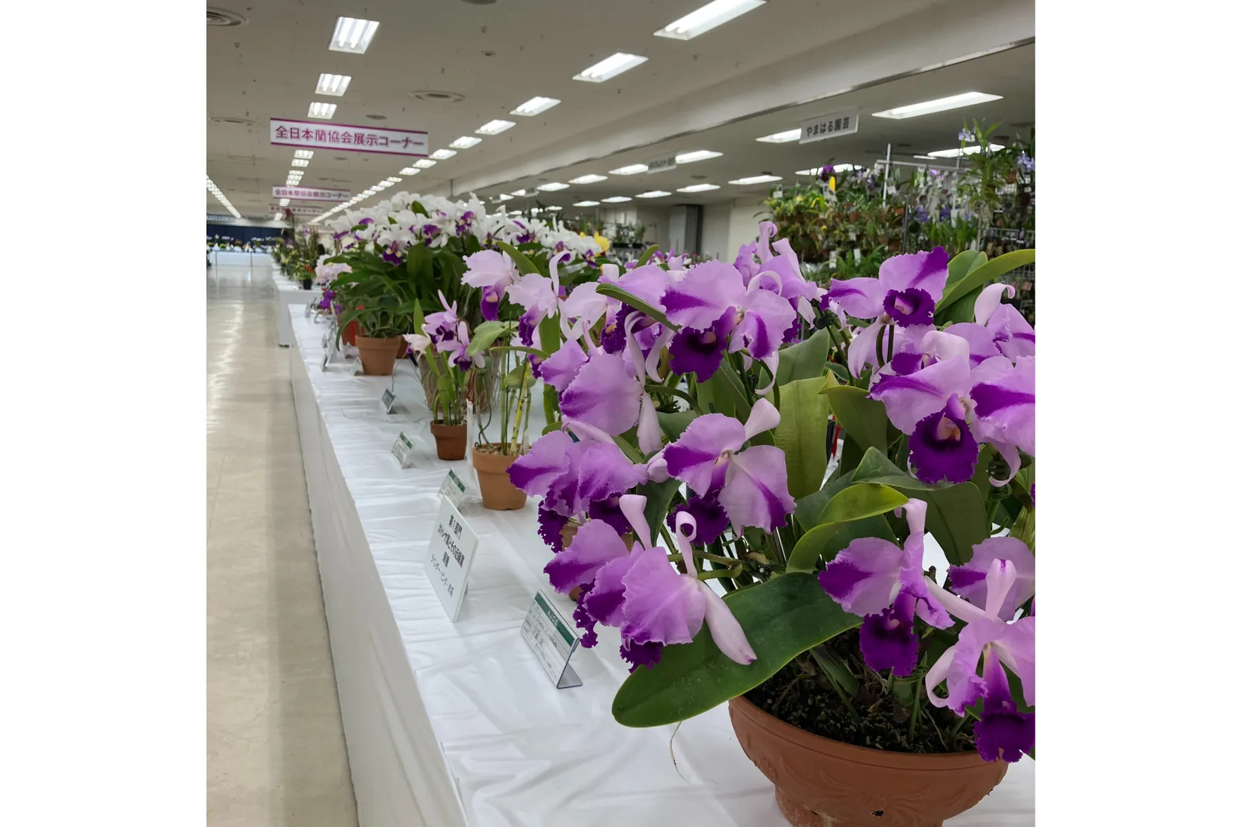 サンシャインシティ世界のらん展2026（第65回全日本蘭協会洋らん展）～蘭 彩りと香りの世界へようこそ～_9