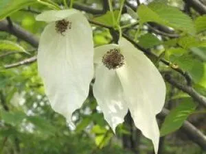 【花・見ごろ】越前町立福井総合植物園　プラントピア　ハンカチノキ