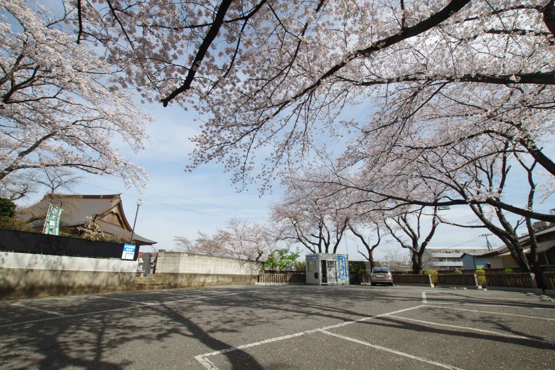 桜之霊場 妙正寺「さくら祭り」_3
