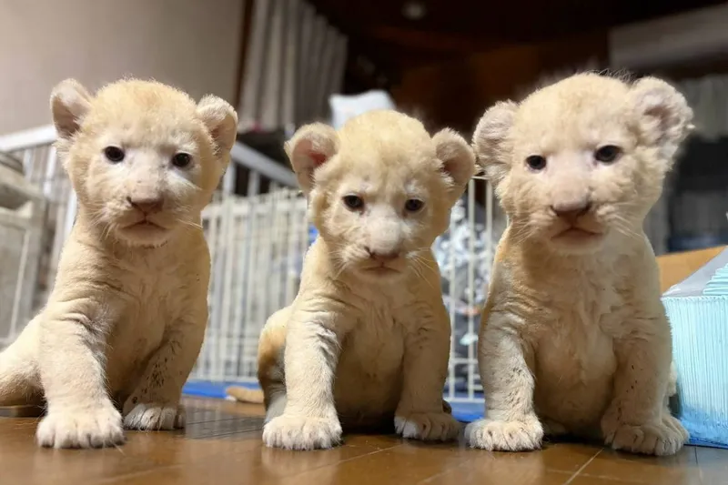 ホワイトライオンの赤ちゃんと過ごす特別な体験会