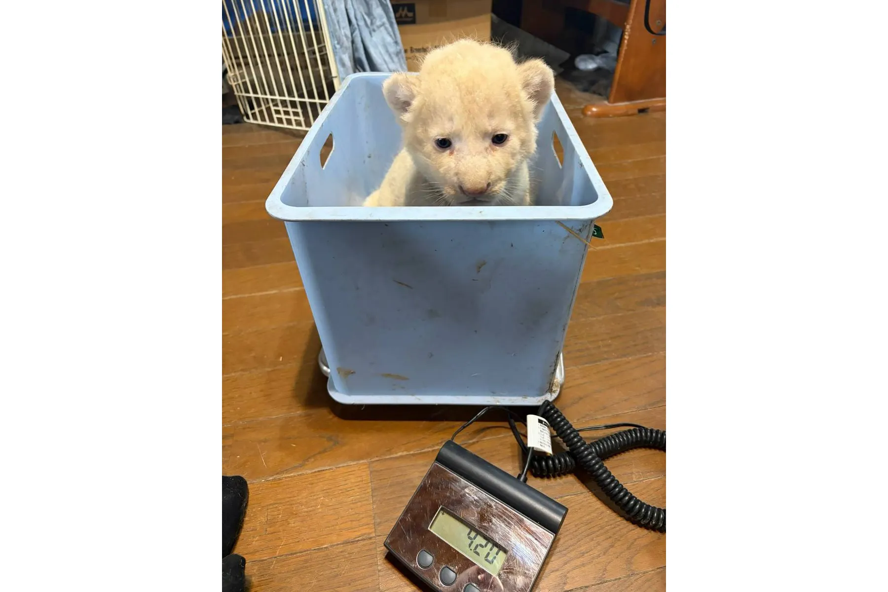 ホワイトライオンの赤ちゃんと過ごす特別な体験会_10