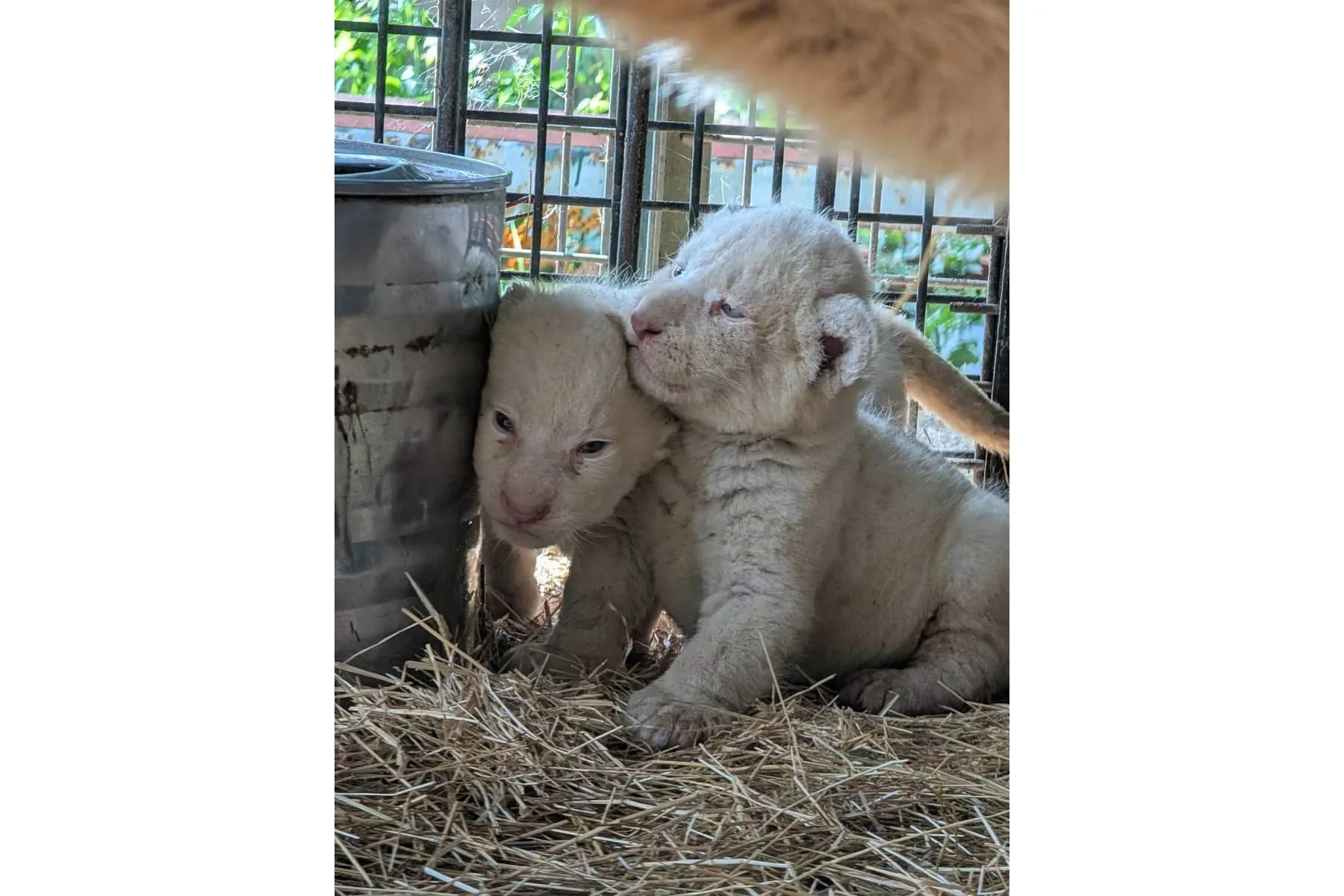 ホワイトライオンの赤ちゃんと過ごす特別な体験会_11