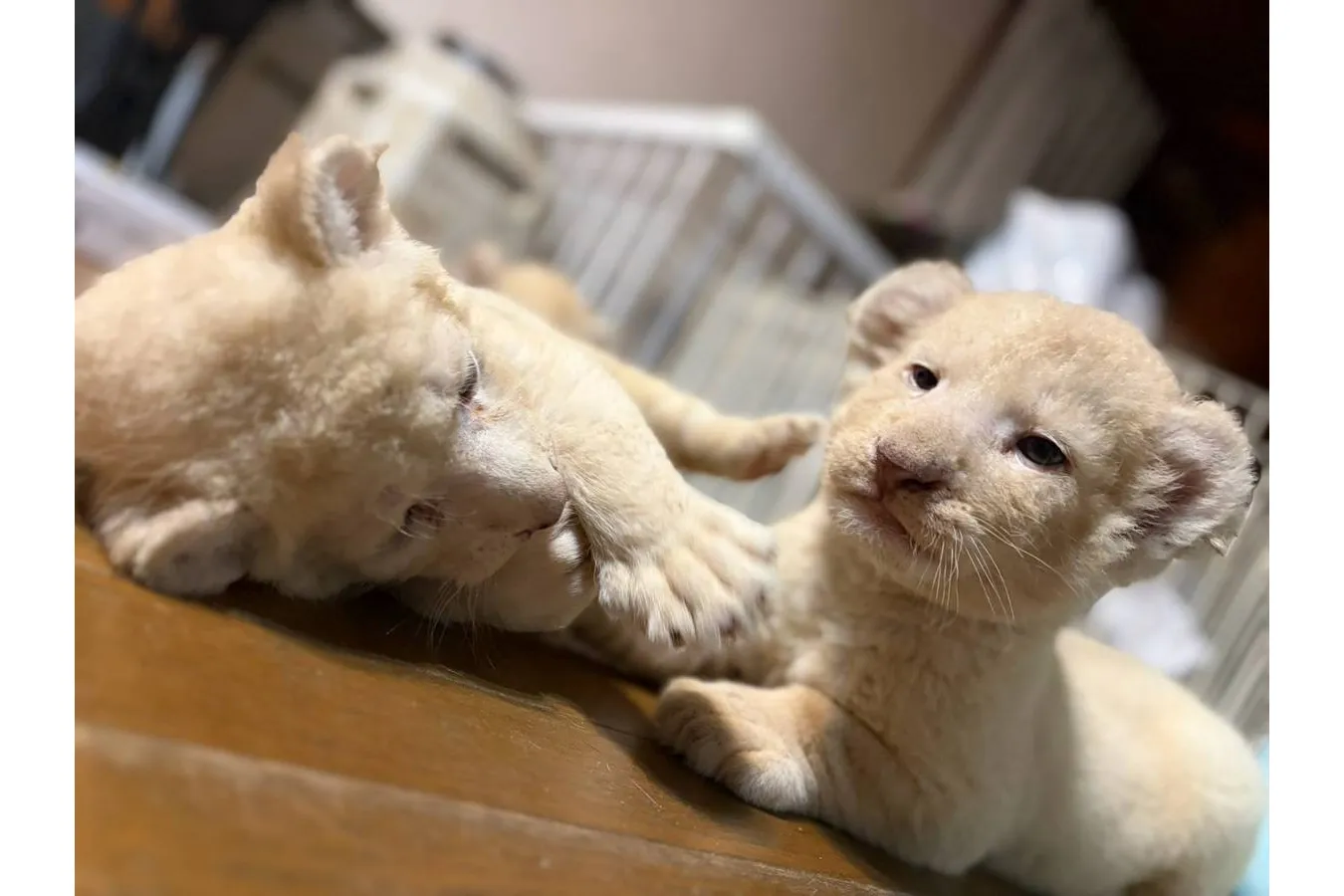 ホワイトライオンの赤ちゃんと過ごす特別な体験会_7
