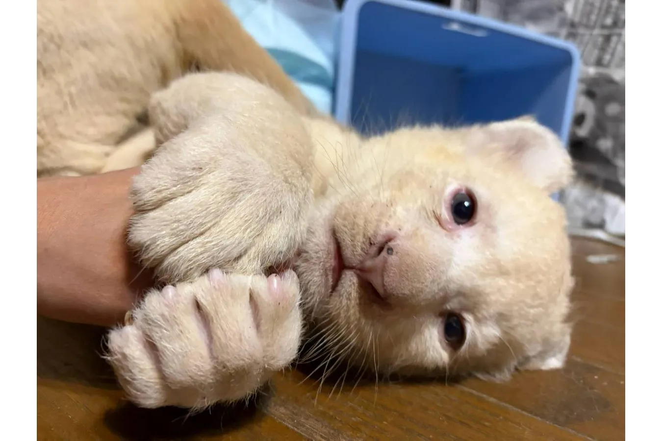 ホワイトライオンの赤ちゃんと過ごす特別な体験会_9