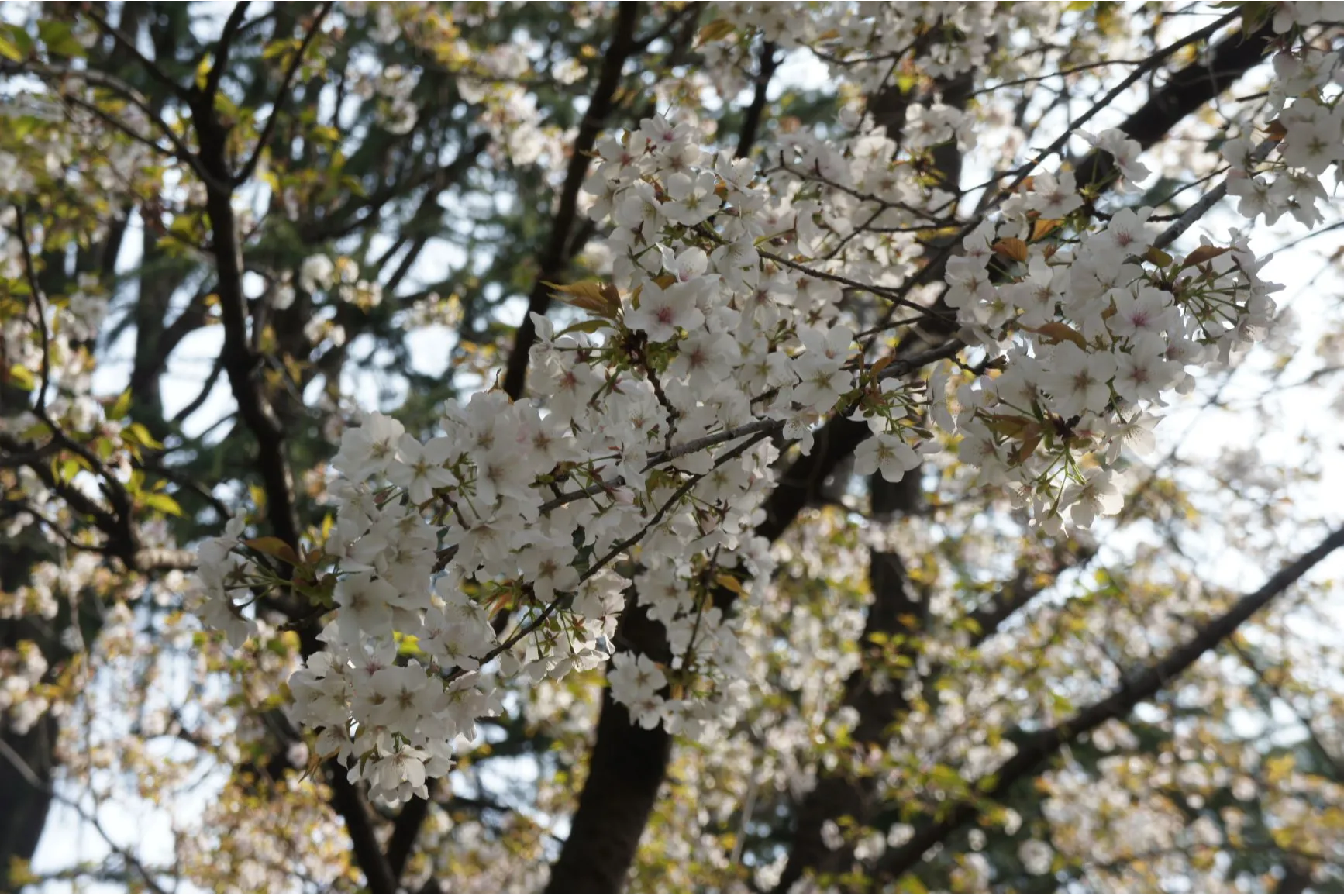むさしの市民公園のお花見情報(桜の開花・見頃)_1