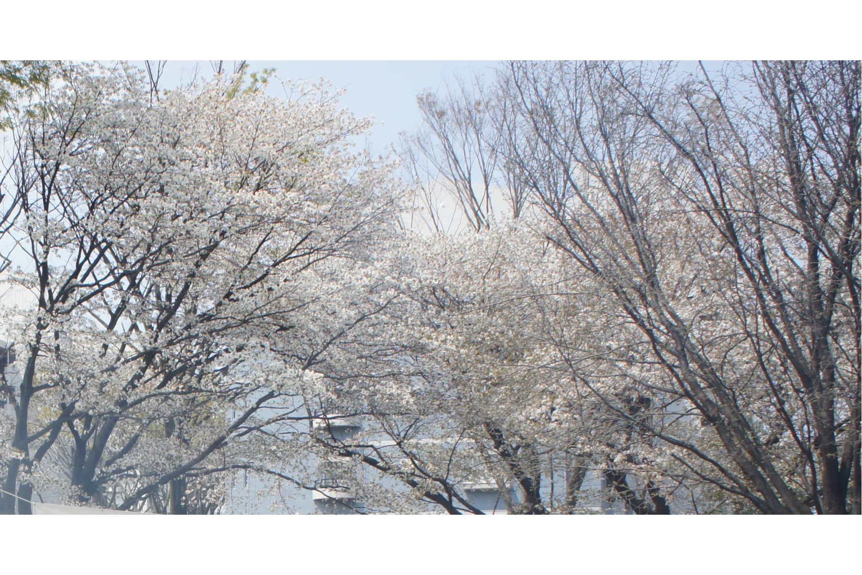 むさしの市民公園のお花見情報(桜の開花・見頃)_2