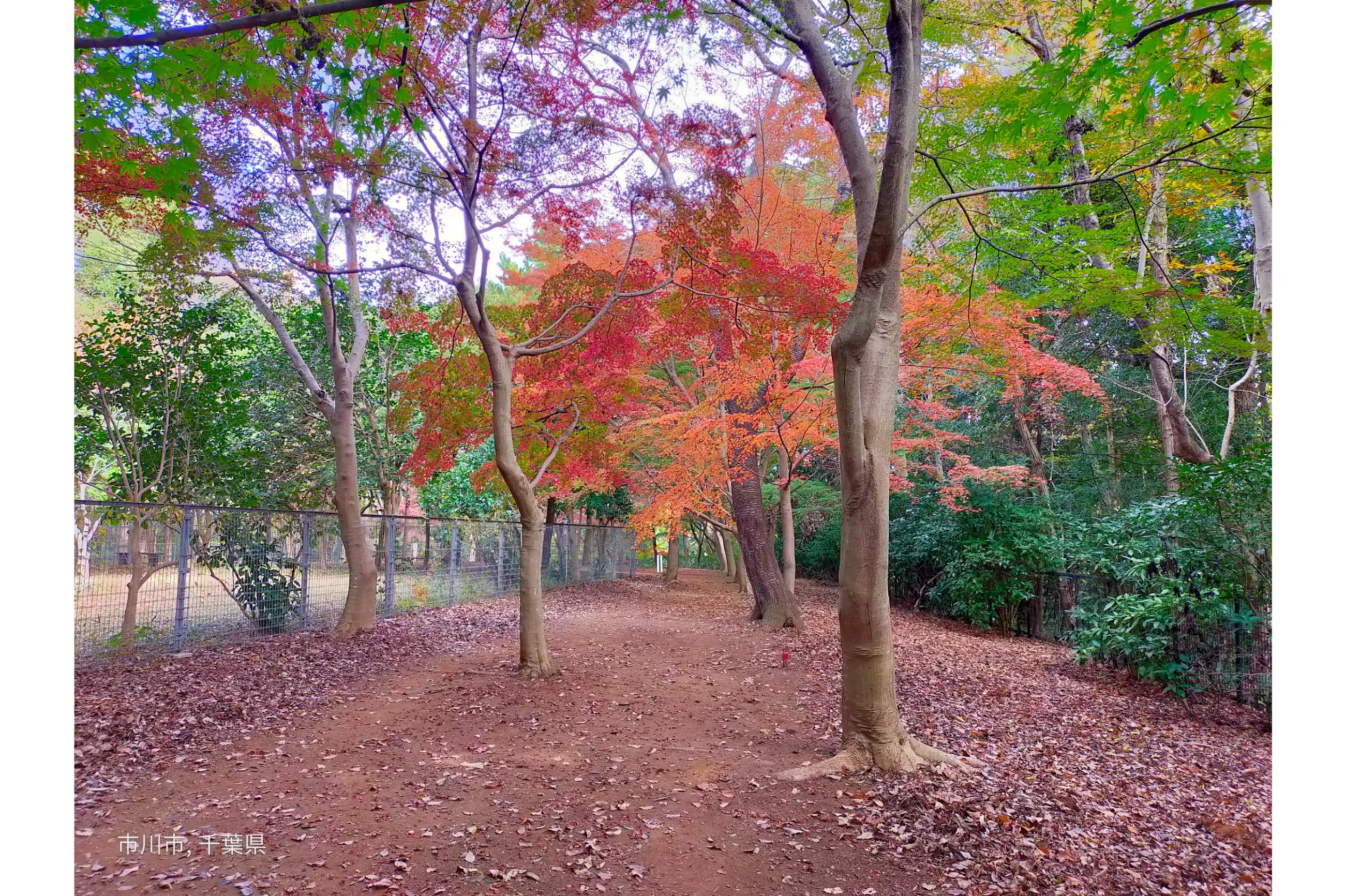 千葉の紅葉の名所・見頃2025：2ページ目