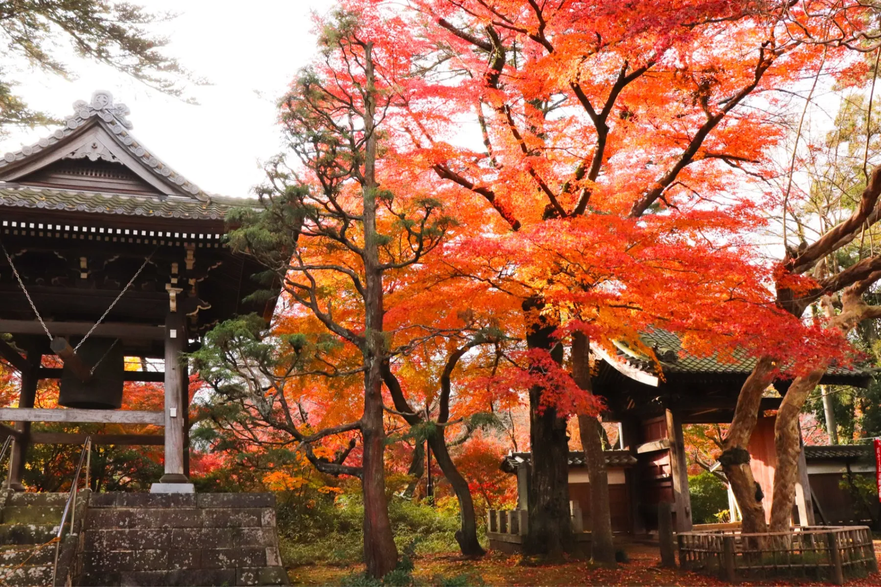 清水公園の紅葉情報_2