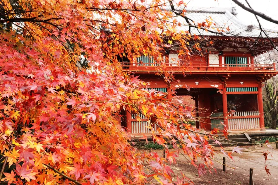 清水公園の紅葉情報_3