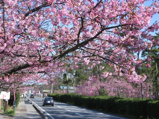 しらこ温泉桜祭り_1