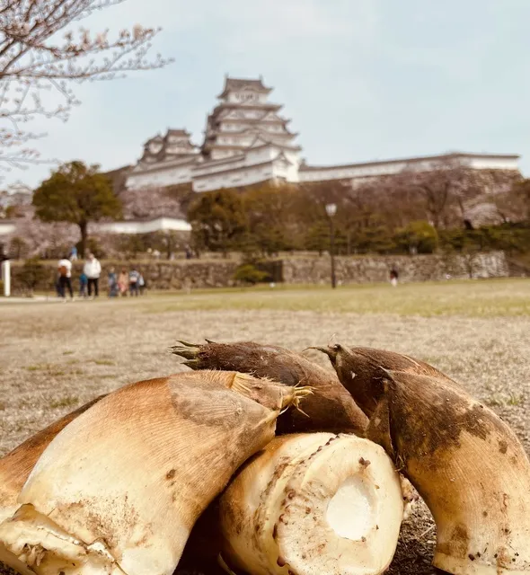 太市の筍堀り体験（筍ごはん付き）