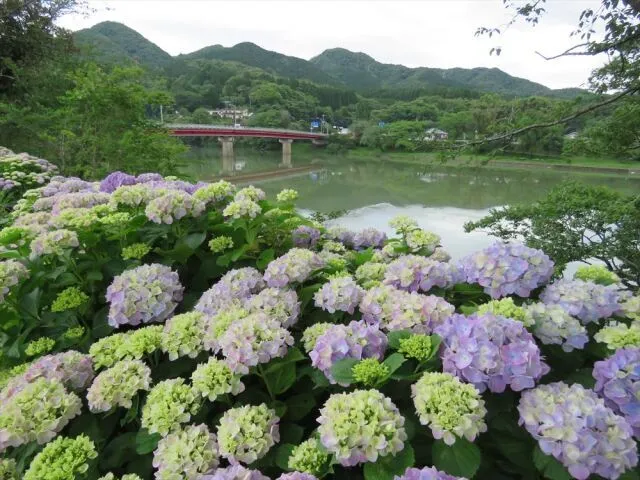 【あじさい・見ごろ】杉安峡