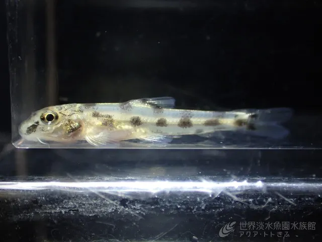 トピック水槽『カマツカとナガレカマツカの幼魚を展示』
