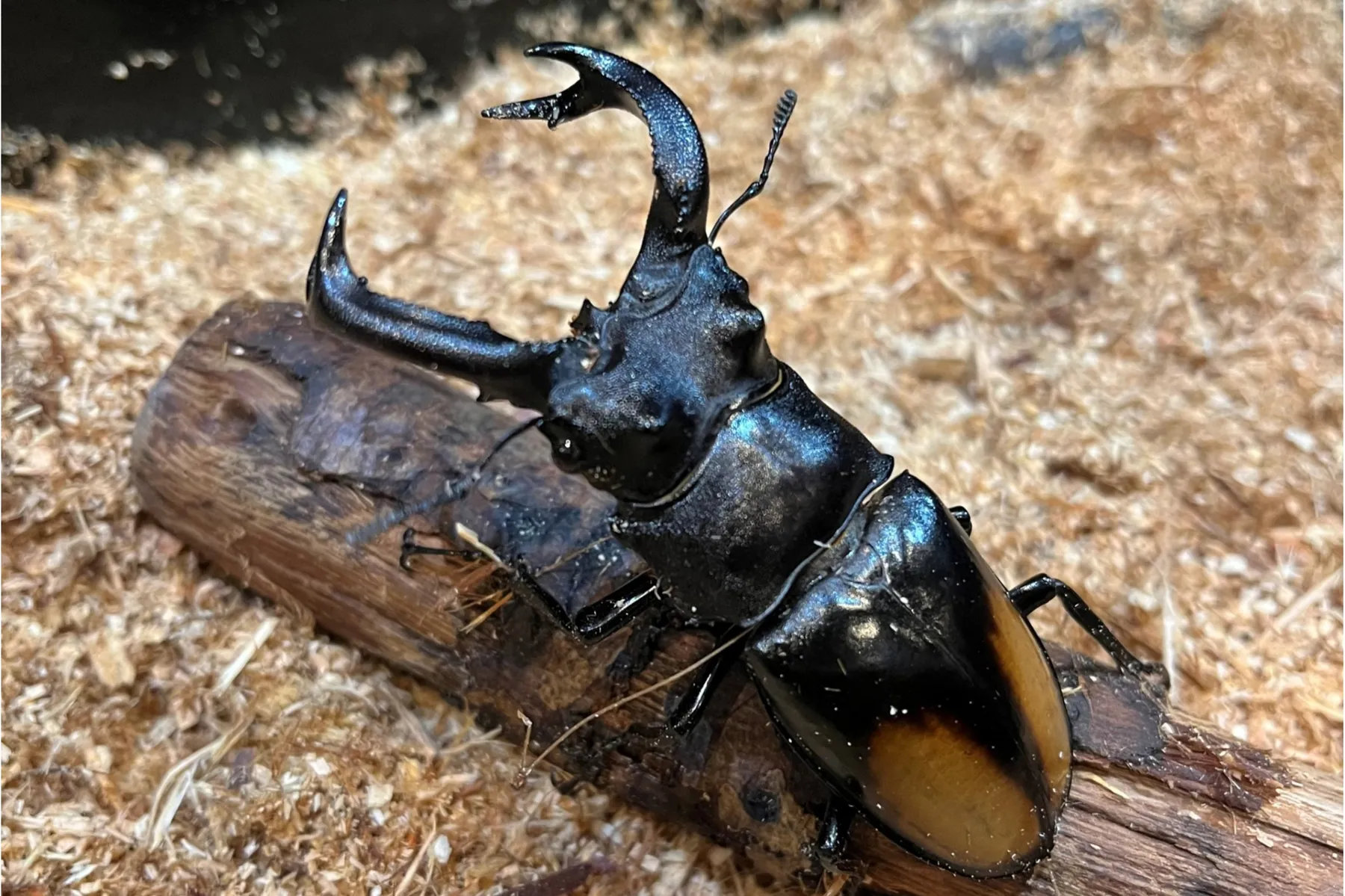 夏休み特別展「熱帯の昆虫2026」_5
