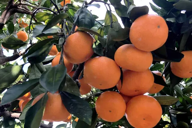 森農園　みかん狩り