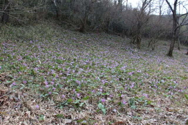 【花・見ごろ】かたくり初恋公園