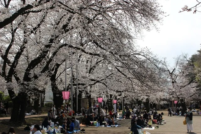 さくら祭り（鴻巣公園の桜）
