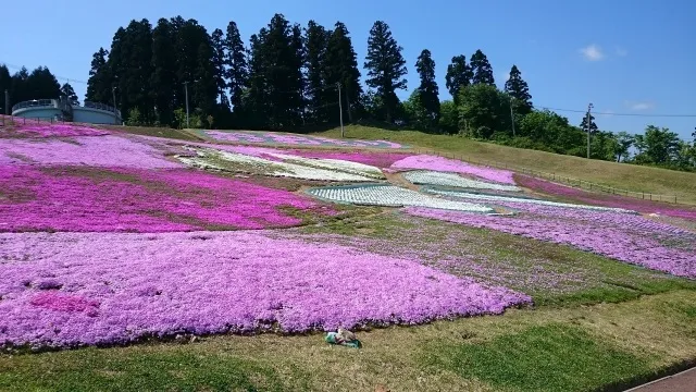 2026芝桜フェスタ