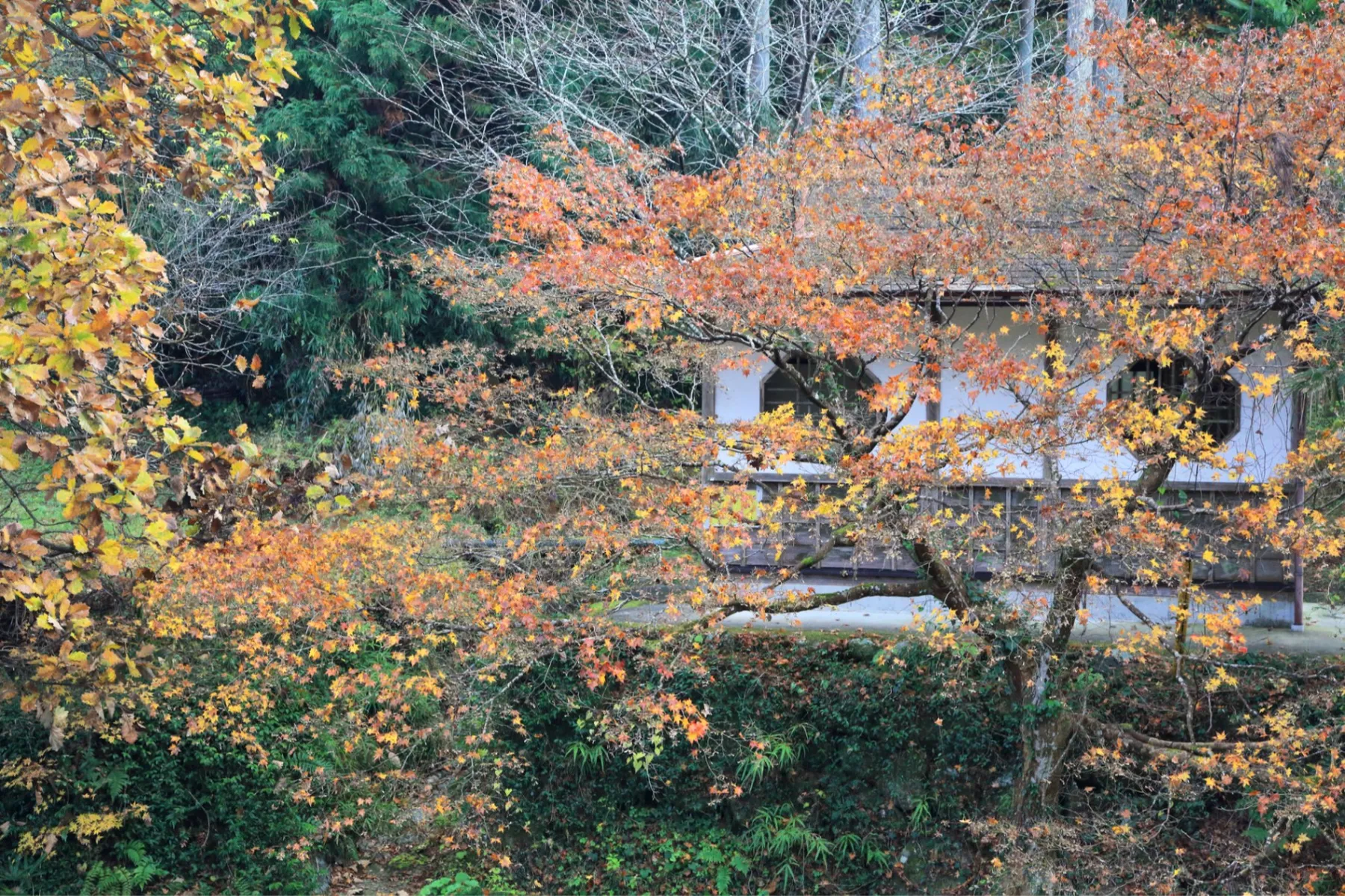 黒山三滝の紅葉情報_1