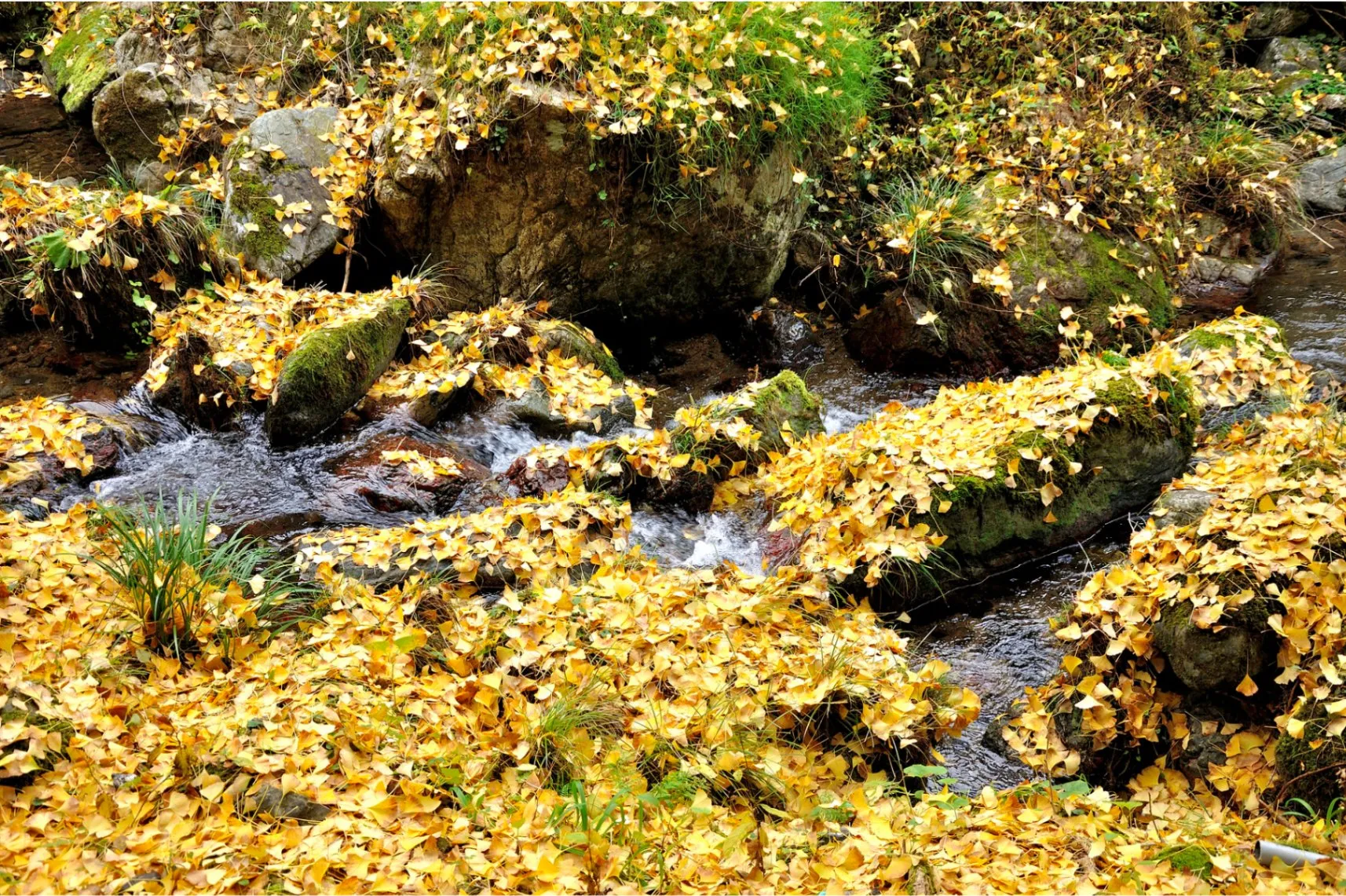 黒山三滝の紅葉情報_2