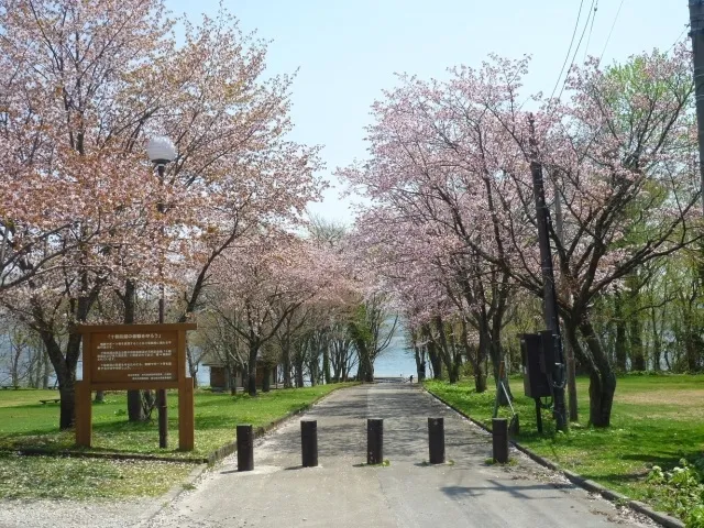 【桜・見ごろ】十和田湖大川岱園地