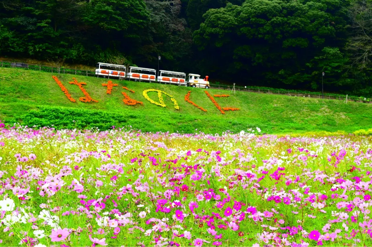 くりはま花の国  コスモスまつり_10