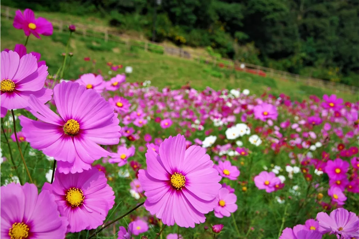 くりはま花の国  コスモスまつり_11