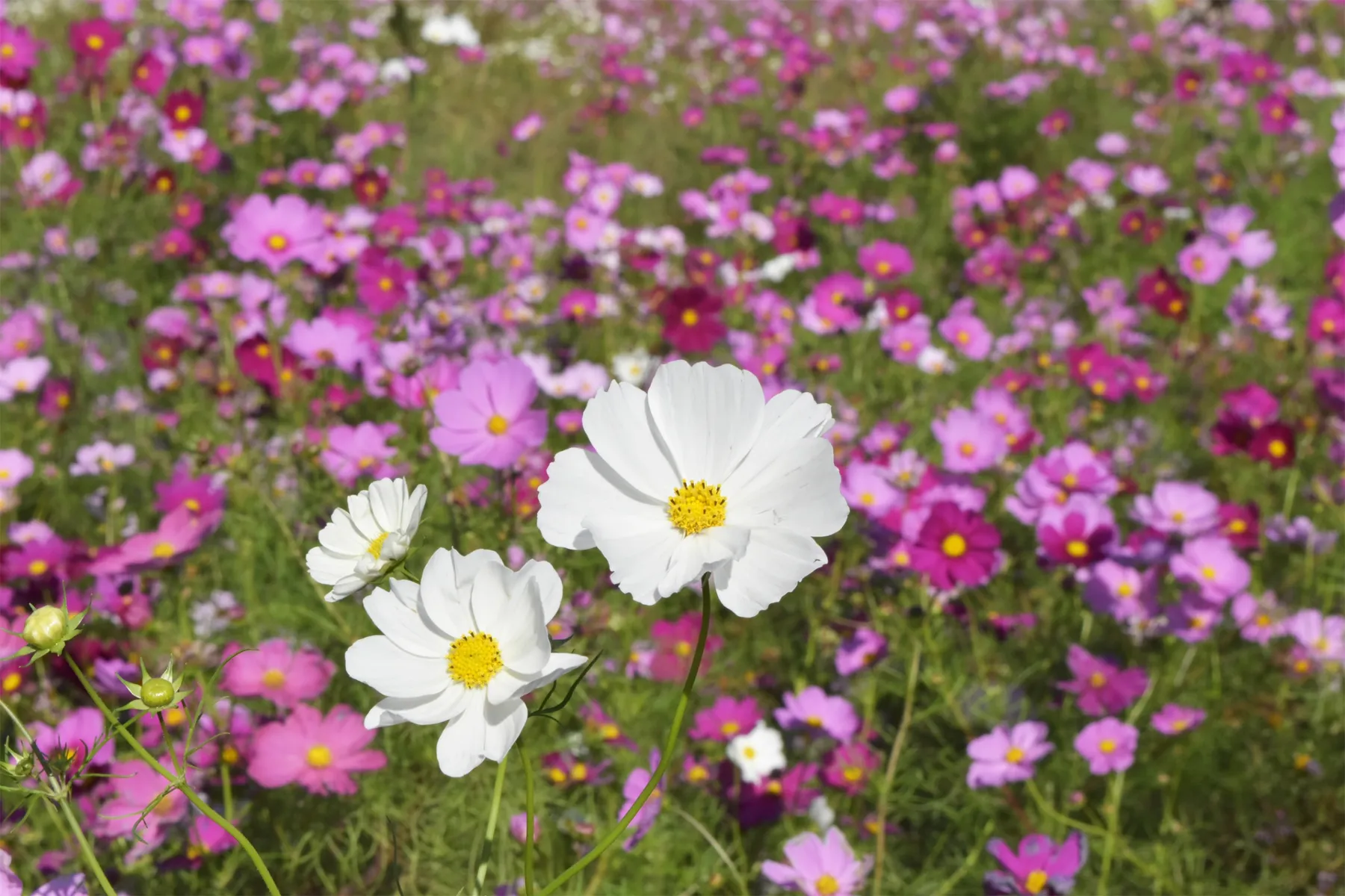 くりはま花の国  コスモスまつり_4