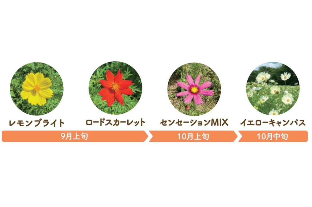 くりはま花の国  コスモスまつり_5