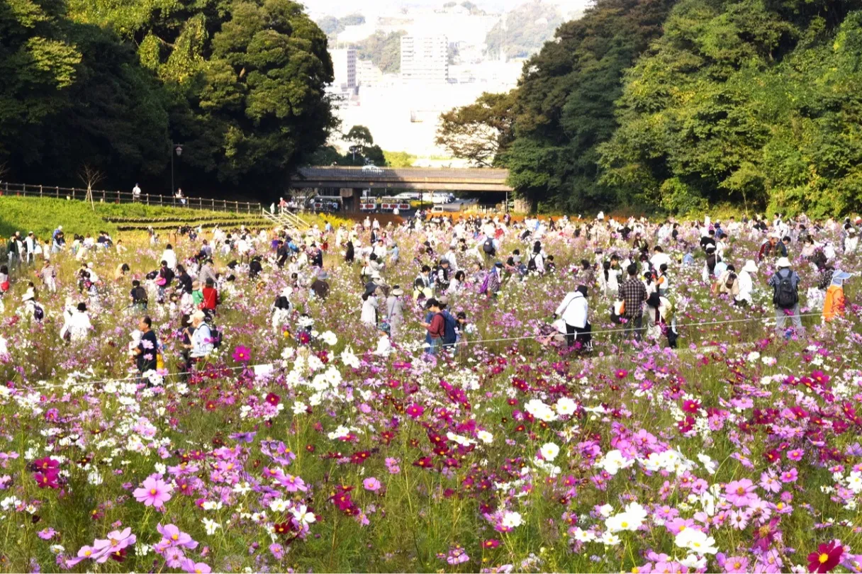 くりはま花の国  コスモスまつり_9