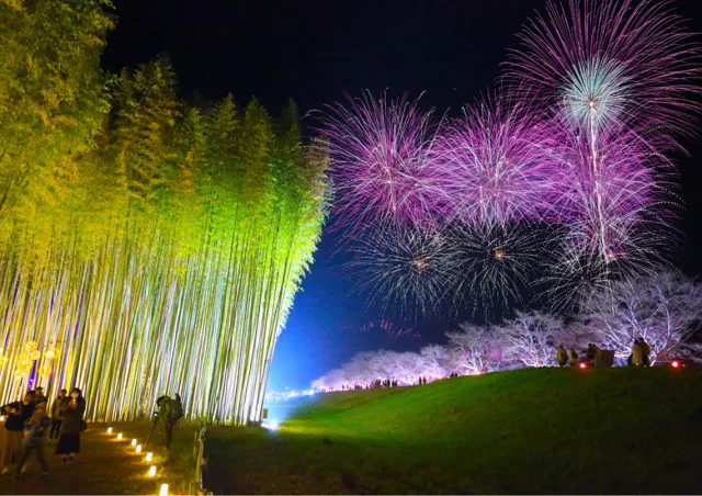 ひたち大宮辰ノ口桜祭り×DRAGON BAMBOO 2026