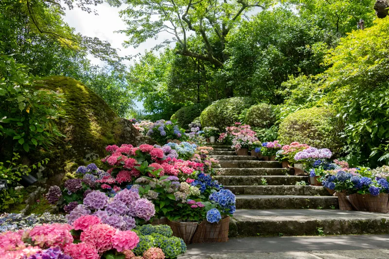 あじさいフォトスポット【箱根強羅公園】