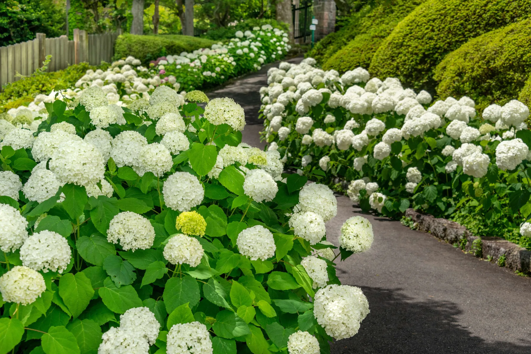 あじさいフォトスポット【箱根強羅公園】_2