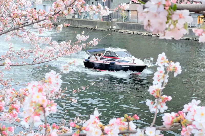 目黒川お花見CHANDONクルーズ_1
