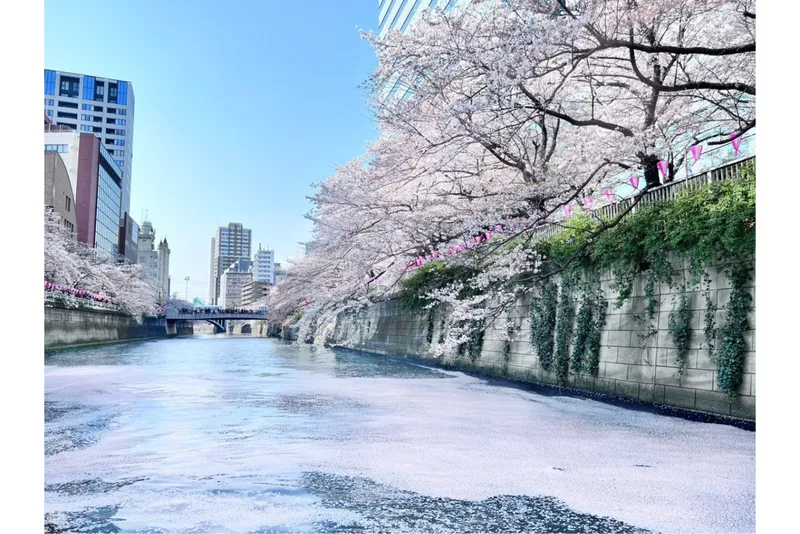 目黒川お花見CHANDONクルーズ_3