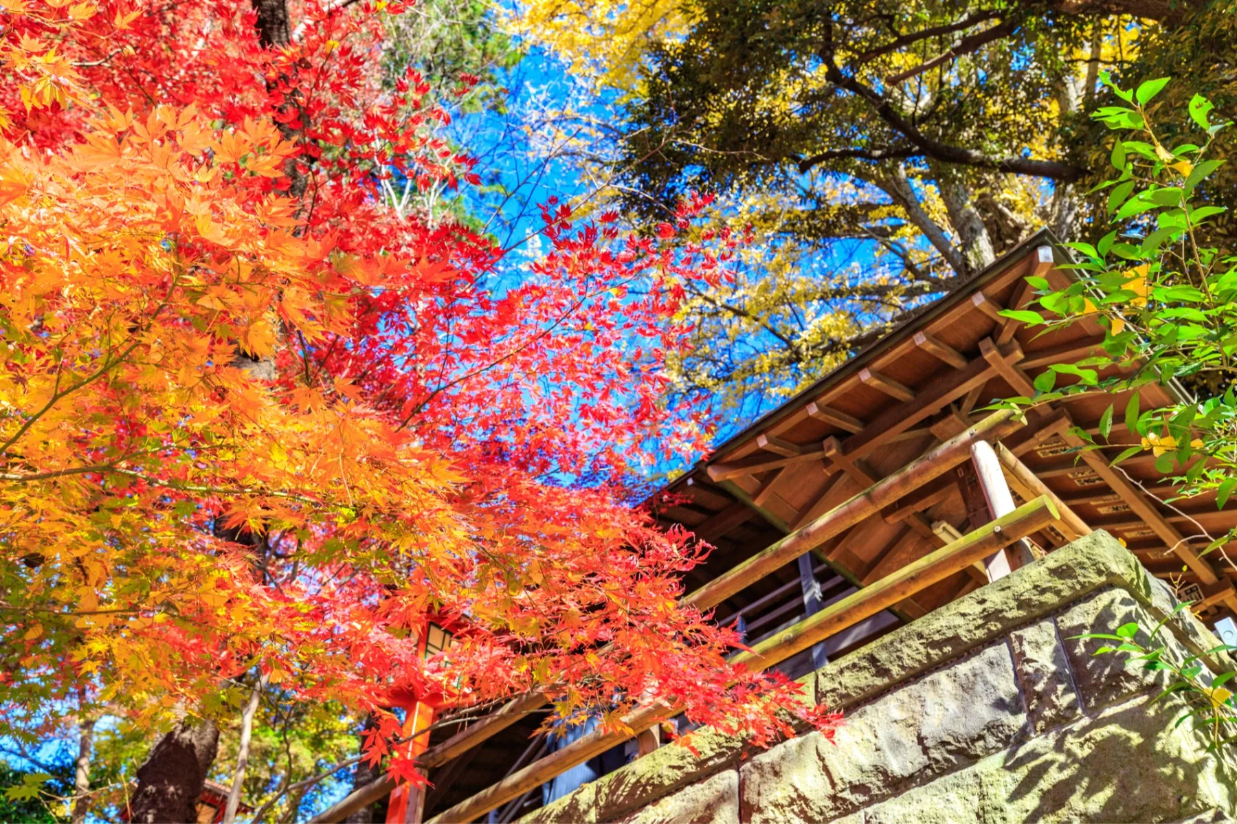 等々力不動尊の紅葉情報_1