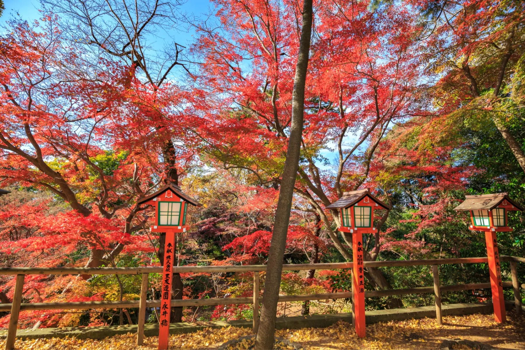 等々力不動尊の紅葉情報_2