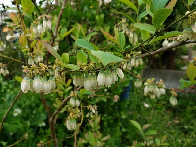 【花・見ごろ】原観光りんご園 ブルーベリーの花_1