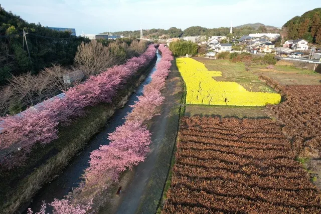 東大山河津桜まつり2026