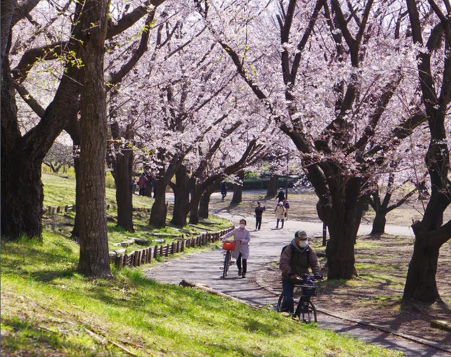 【桜・見ごろ】平塚市総合公園_1