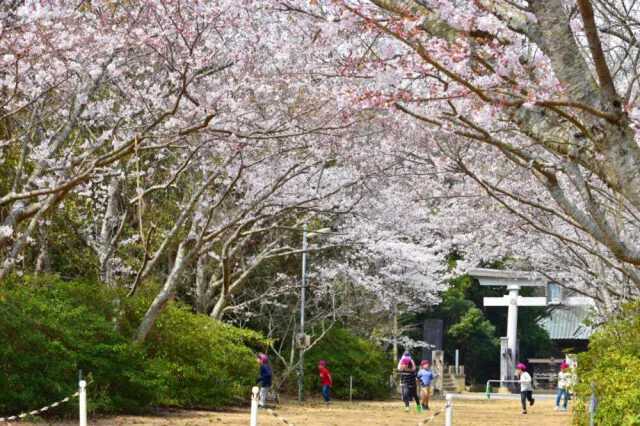 【桜・見ごろ】海上八幡宮_1