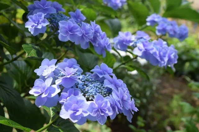 【あじさい・見ごろ】あけぼの山農業公園