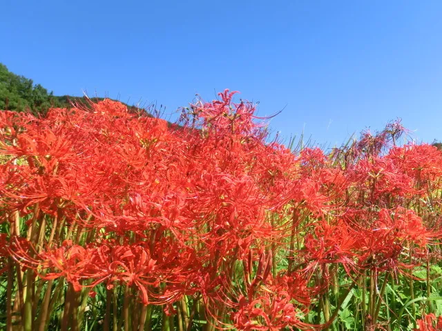 【花・見ごろ】日向地区の彼岸花