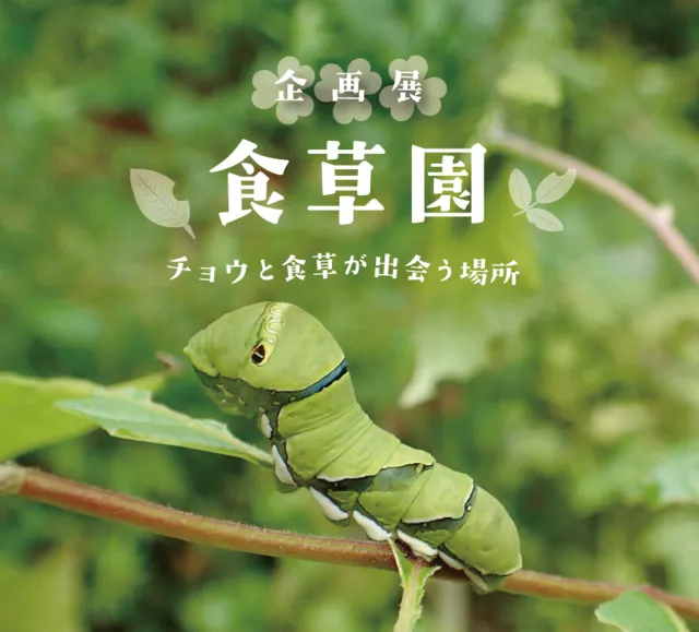 食草園　ーチョウと食草が出会う場所ー