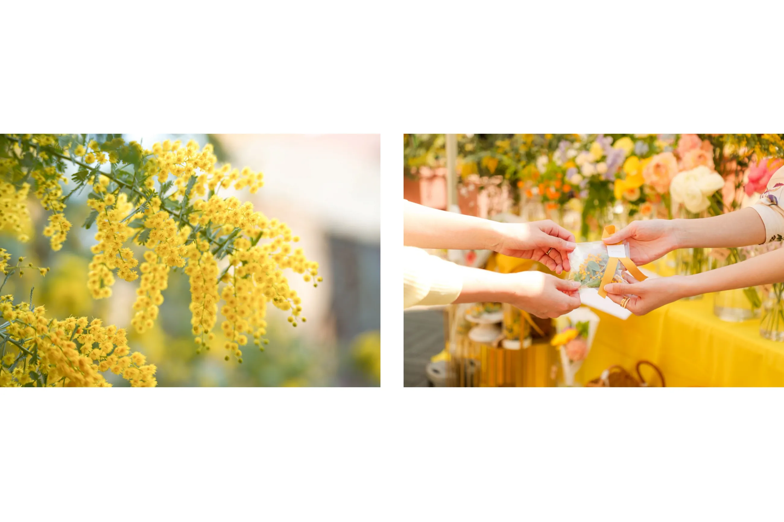 MIMOSA FESTA 2026 in KAWASAKI