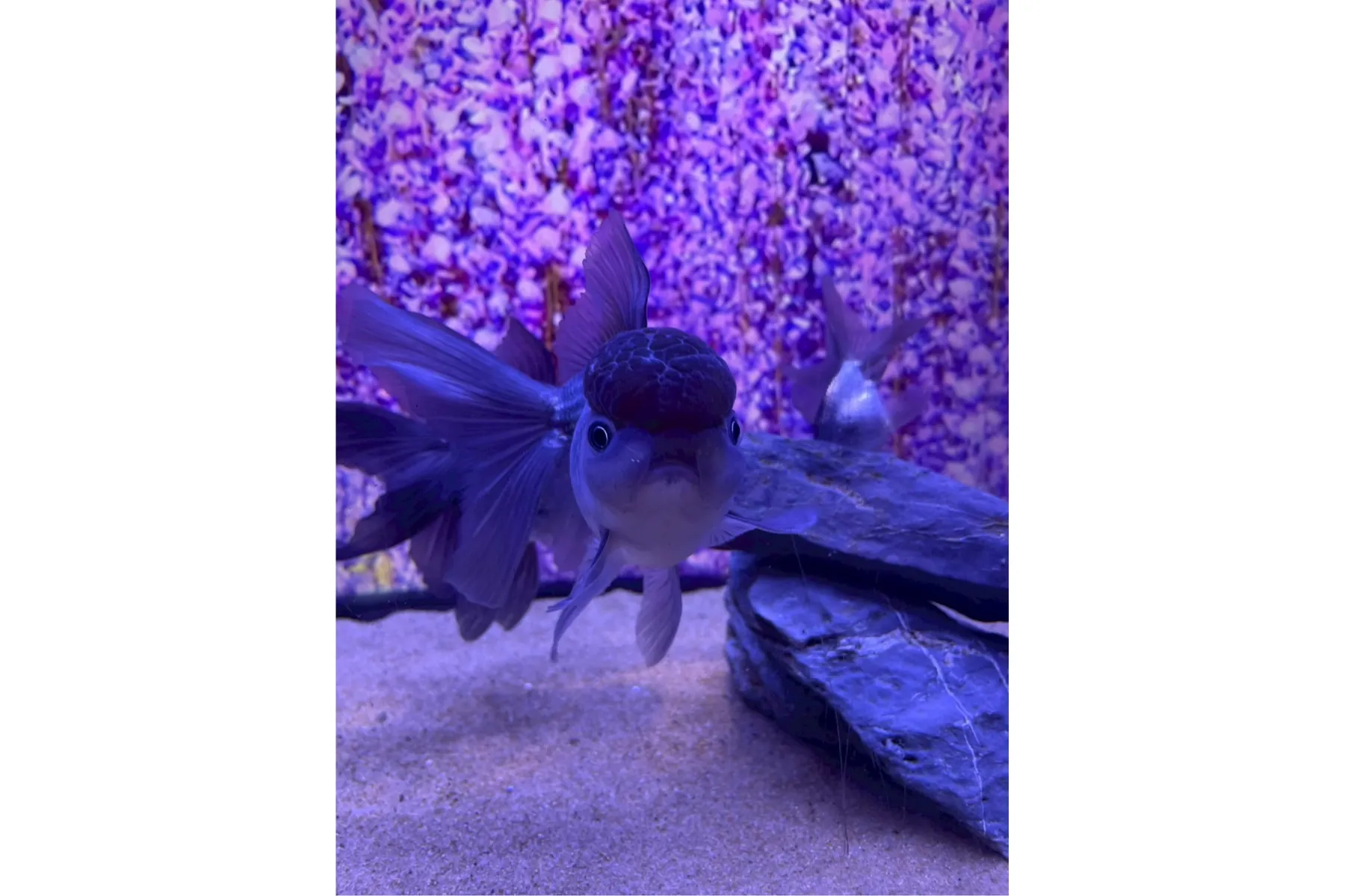 夏めく金魚と星今宵_5